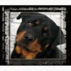 flat750x075f pad750x750f8f8f8 27 - Rottweiler Gifts