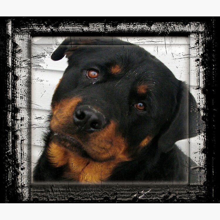 flat750x075f-pad750x750f8f8f8-27 flat750x075f pad750x750f8f8f8 27 - Rottweiler Gifts