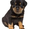 flat750x075f pad750x750f8f8f8 8 - Rottweiler Gifts