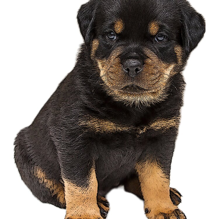 flat750x075f-pad750x750f8f8f8-8 flat750x075f pad750x750f8f8f8 8 - Rottweiler Gifts